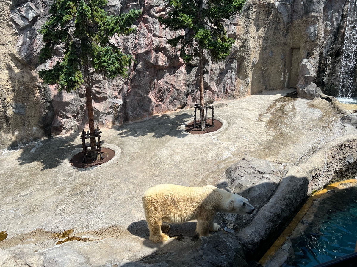 旭山動物園 | 去趣 chicTrip