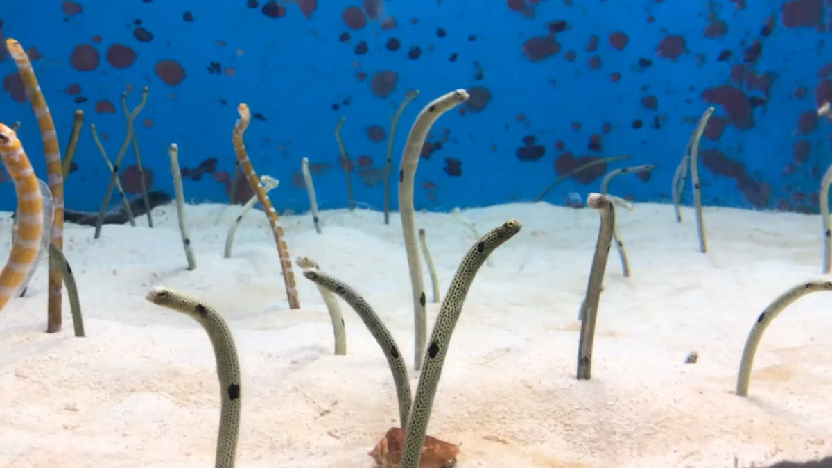 沖繩美麗海水族館 | 去趣 chicTrip