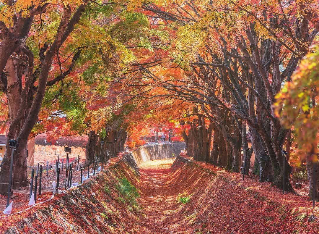 河口湖楓葉迴廊