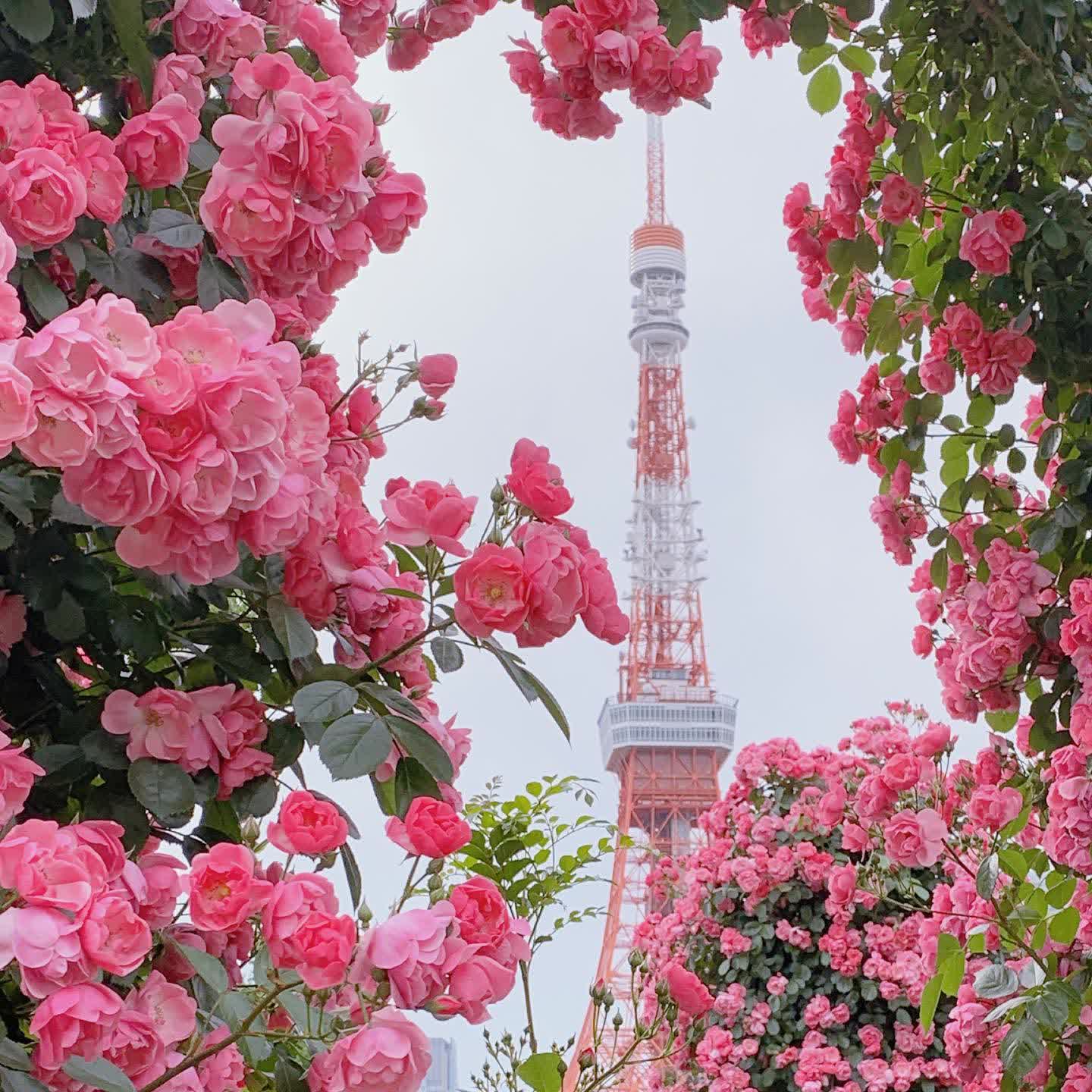 Shiba Park | 去趣 chicTrip