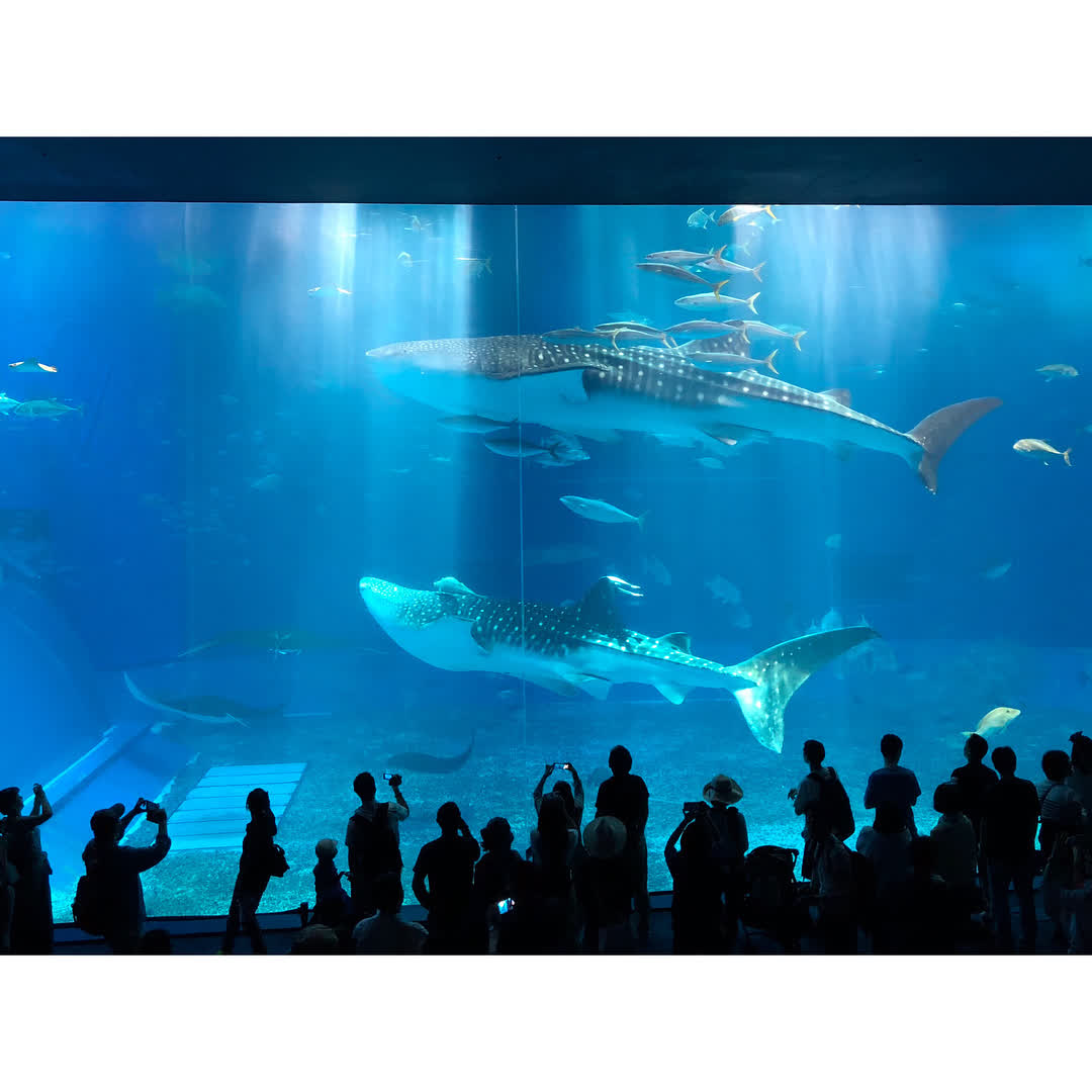 沖繩美麗海水族館 | 去趣 chicTrip