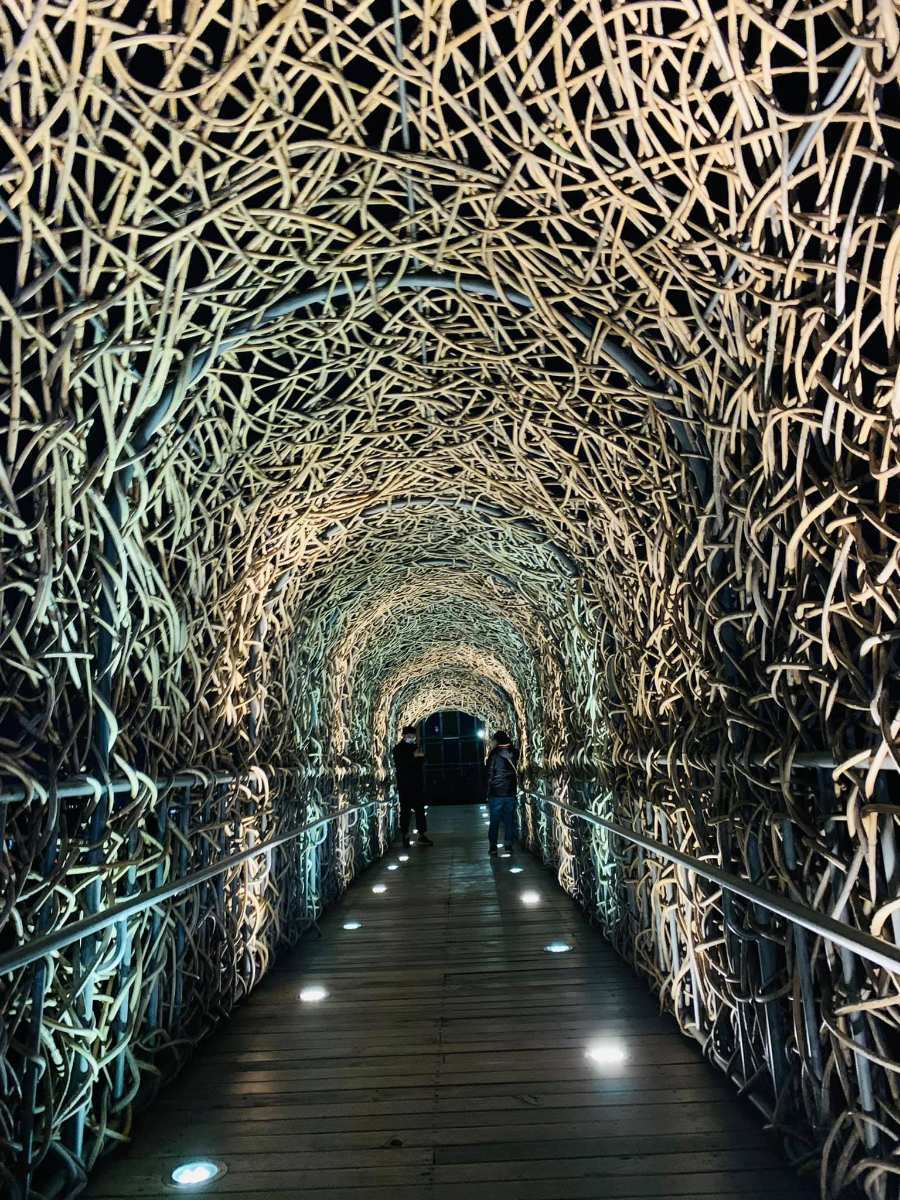 森林之歌 | 去趣 chicTrip