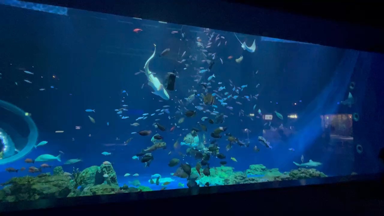 DMM Kariyushi水族館 | 去趣 chicTrip