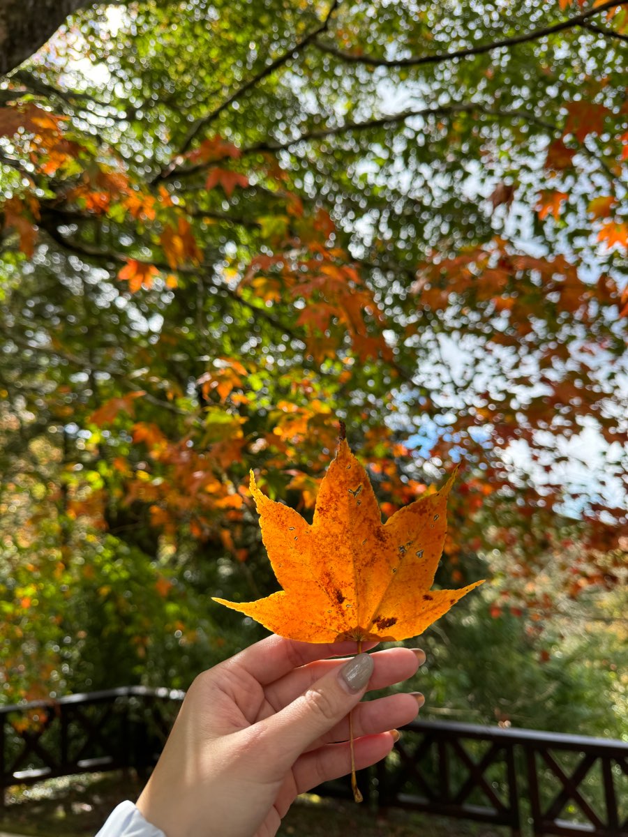 阿里山國家森林遊樂區 | 去趣 chicTrip