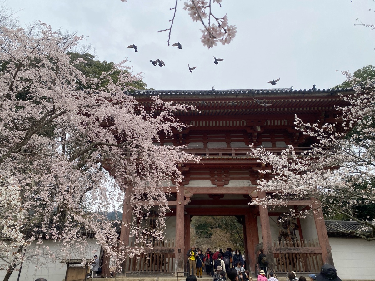 醍醐寺 | 去趣 chicTrip