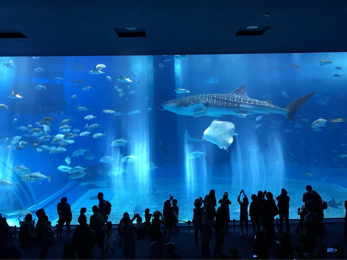 海洋博公園 | 去趣 chicTrip