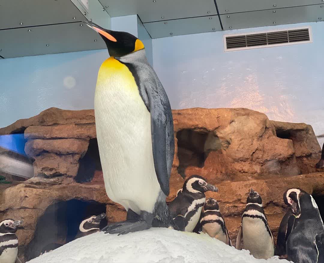 Xpark 水族館 | 去趣 chicTrip