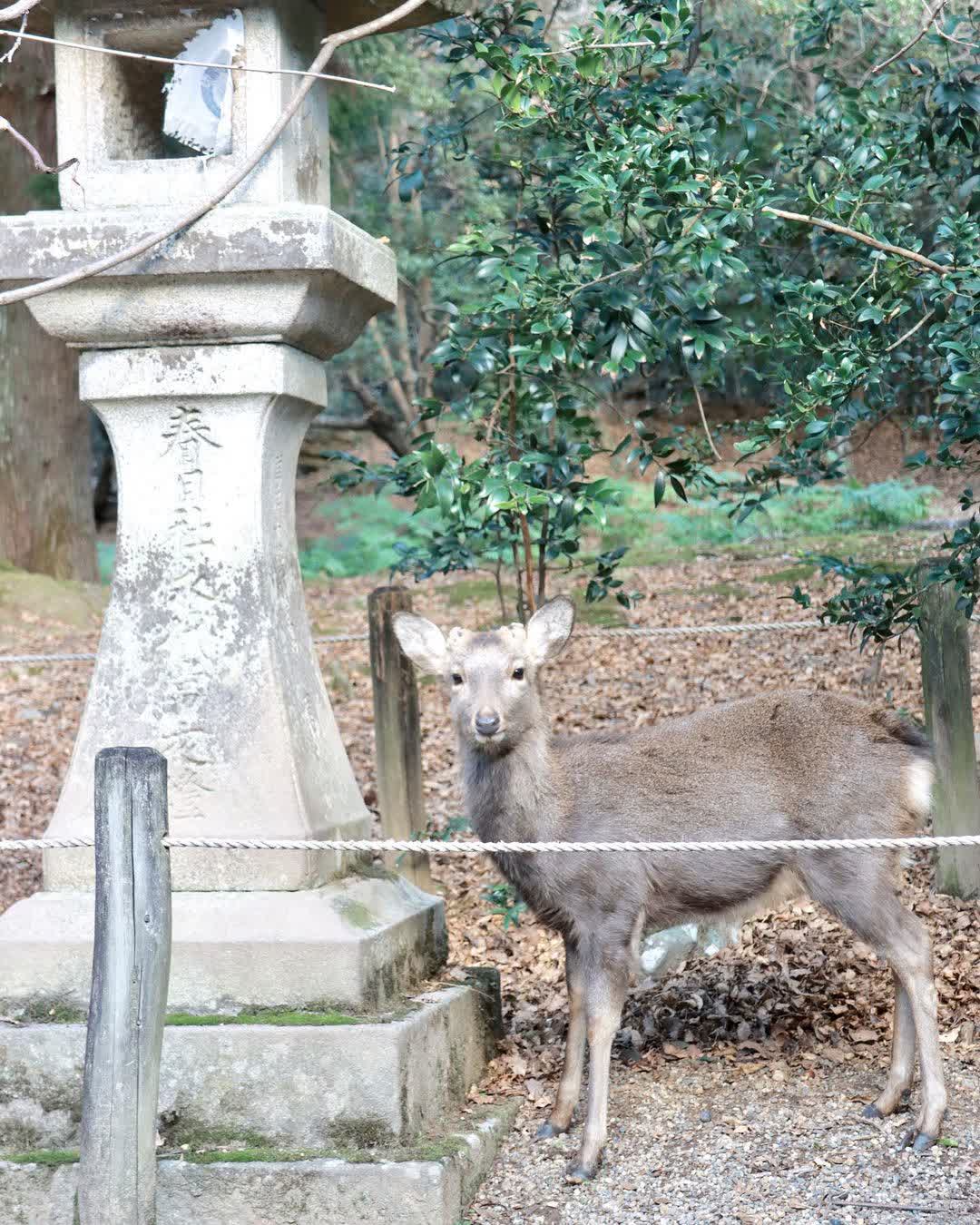 春日大社 | 去趣 chicTrip