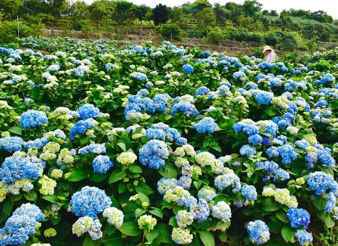 高家繡球花田-萬里第三園區2025年預計4月底開始至7月底 | 去趣 chicTrip