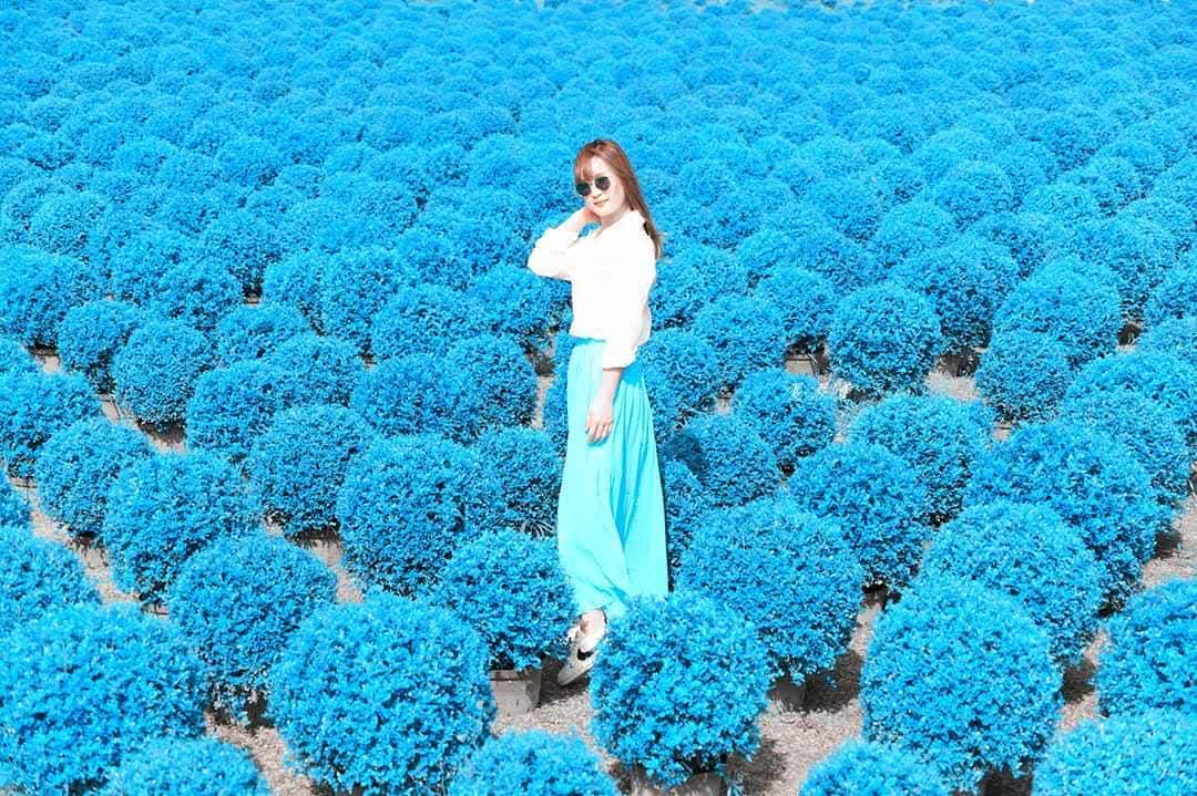 彰化田尾波波草 | 去趣 chicTrip