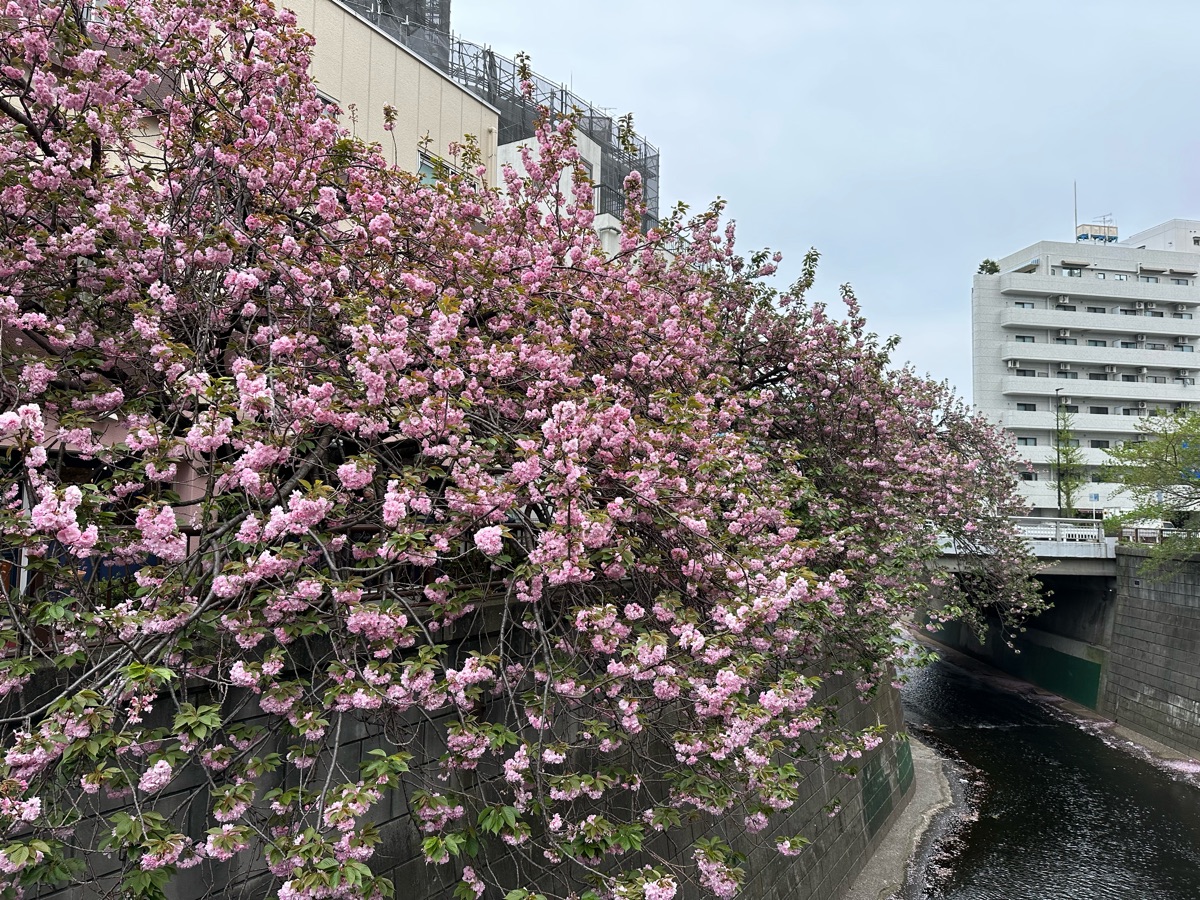 Sakura Bridge | 去趣 chicTrip