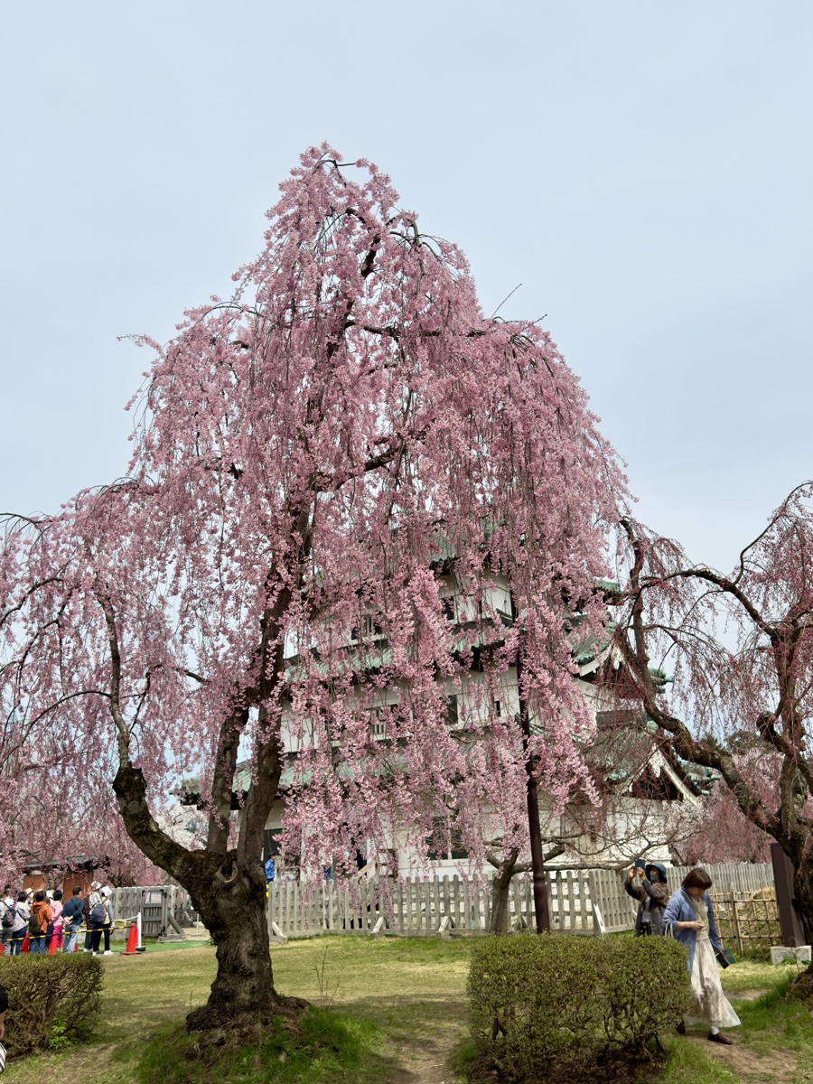 弘前公園 | 去趣 chicTrip