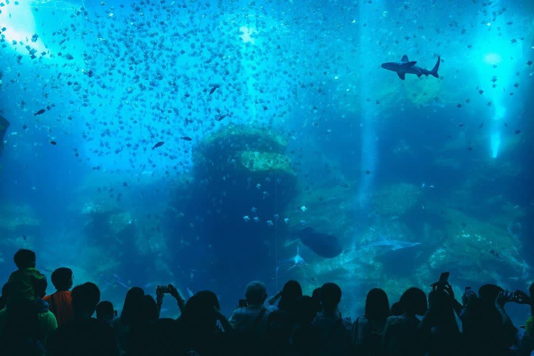 Xpark 水族館 | 去趣 chicTrip
