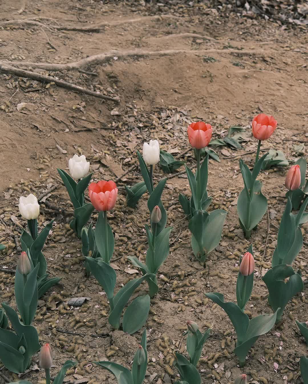 首爾林公園 | 去趣 chicTrip