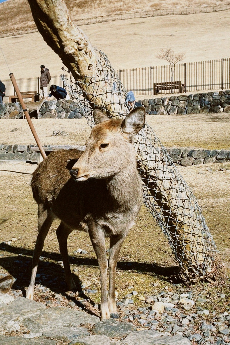 奈良公園 | 去趣 chicTrip