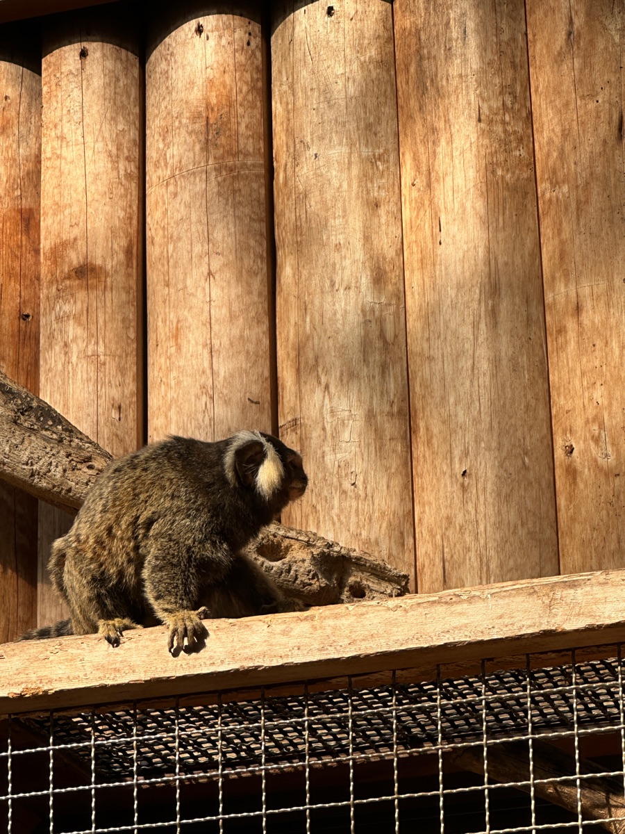 神戶動物王國 | 去趣 chicTrip