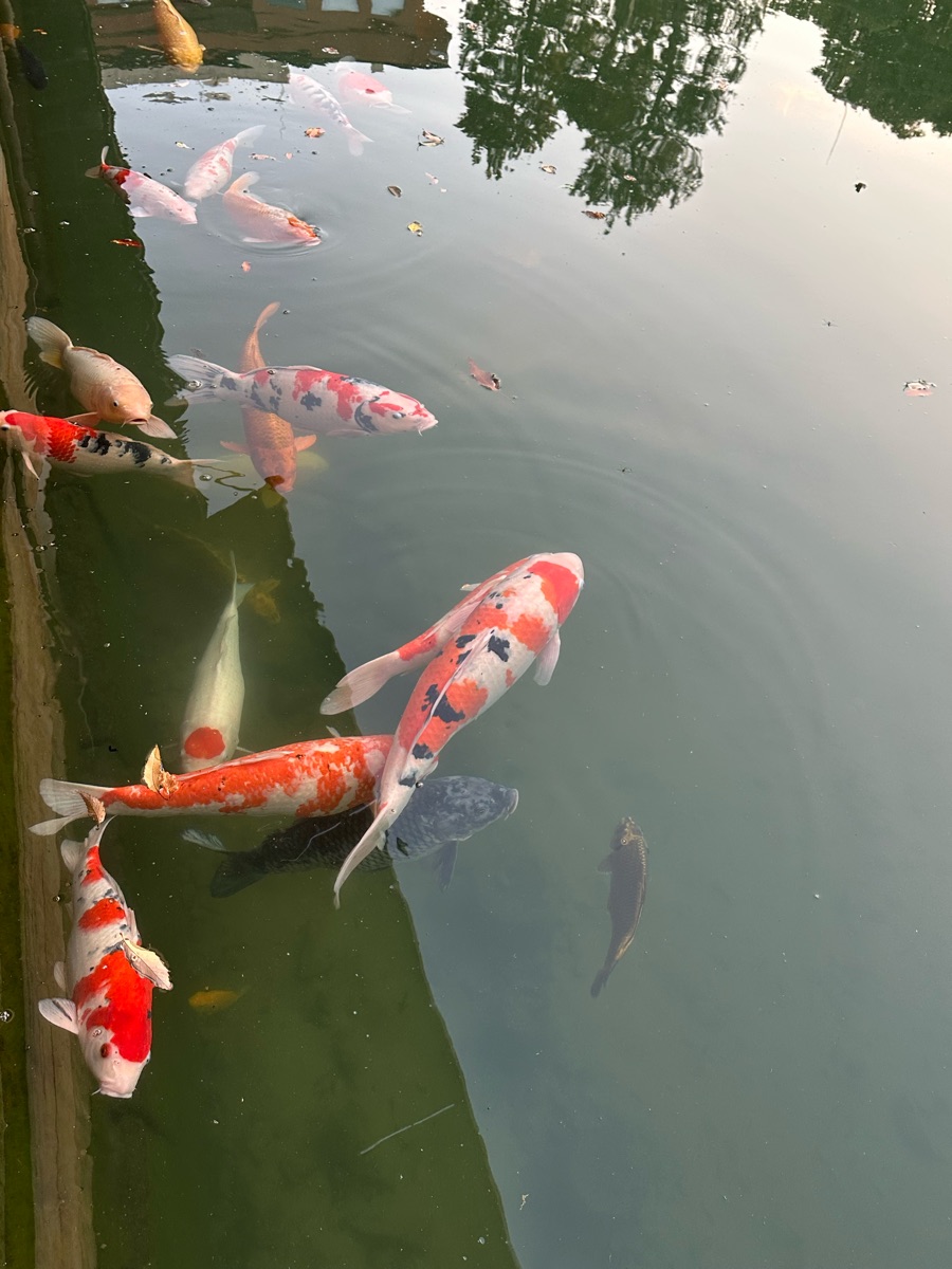 養浩館庭園 | 去趣 chicTrip