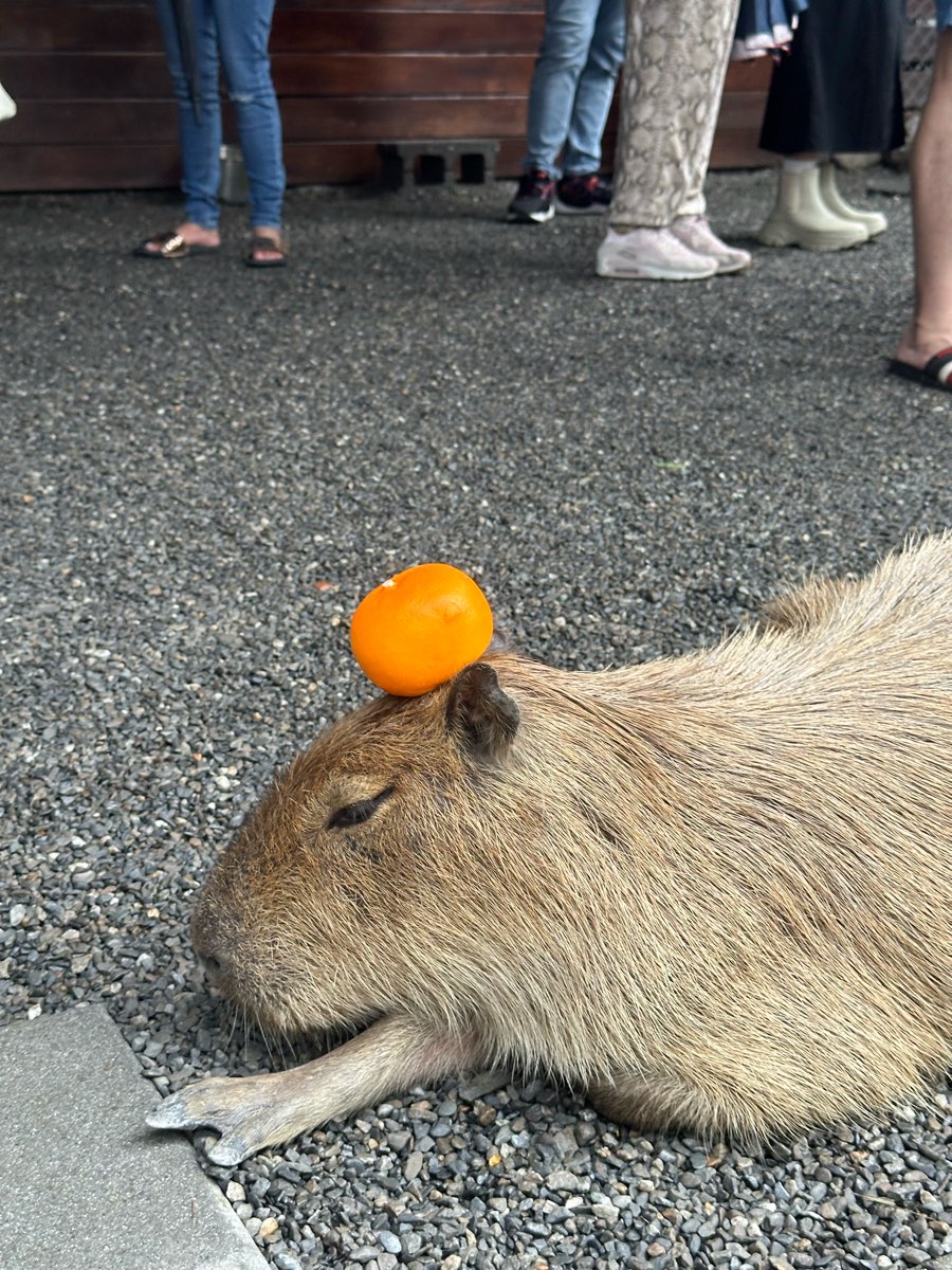 張美阿嬤農場（月森甯手作工坊） | 去趣 chicTrip