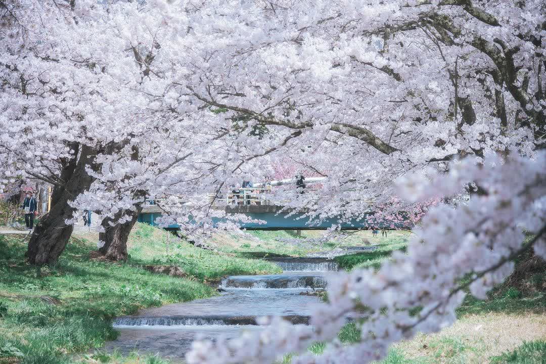 観音寺川の桜 | 去趣 chicTrip