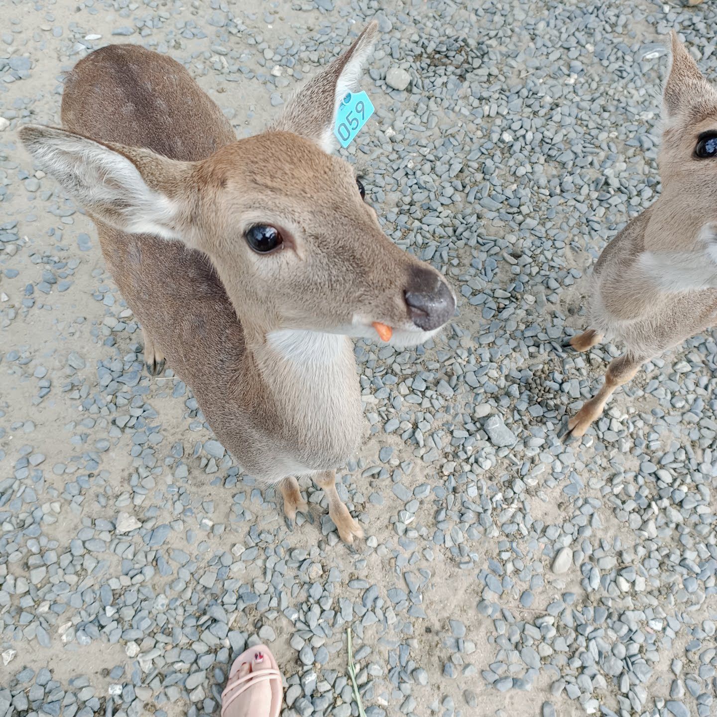 鹿境梅花鹿生態園區丨門票消費最高折抵140丨梅花鹿、水豚互動餵食丨室內親子DIY區丨親子遊戲區丨甜鹹輕食霜淇淋供應丨超可愛獨家紀念品丨奶茶、咖啡好喝 | 去趣 chicTrip