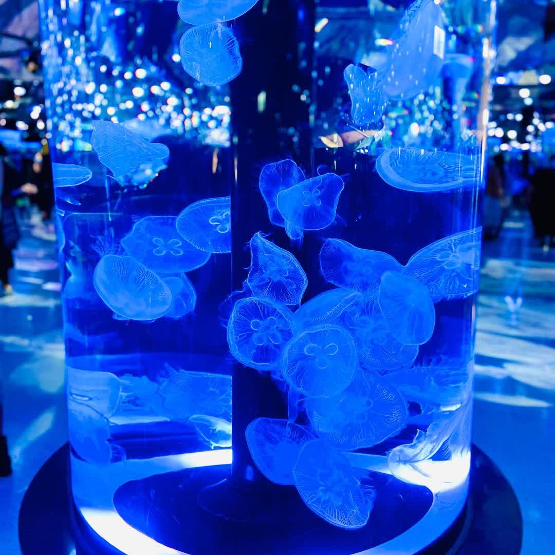 Xpark 水族館 | 去趣 chicTrip