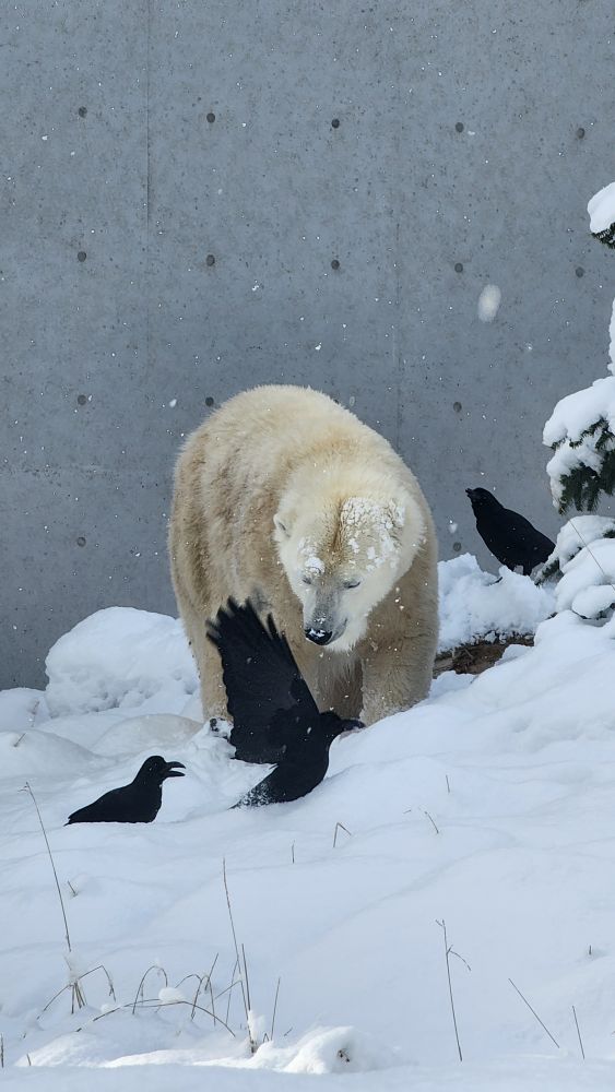 札幌市円山動物園 | 去趣 chicTrip