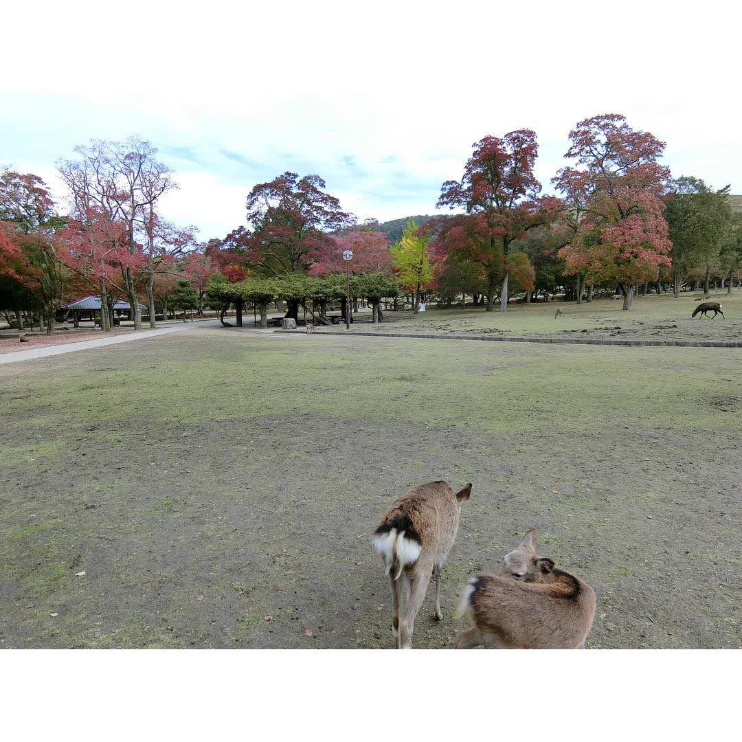 奈良公園 | 去趣 chicTrip