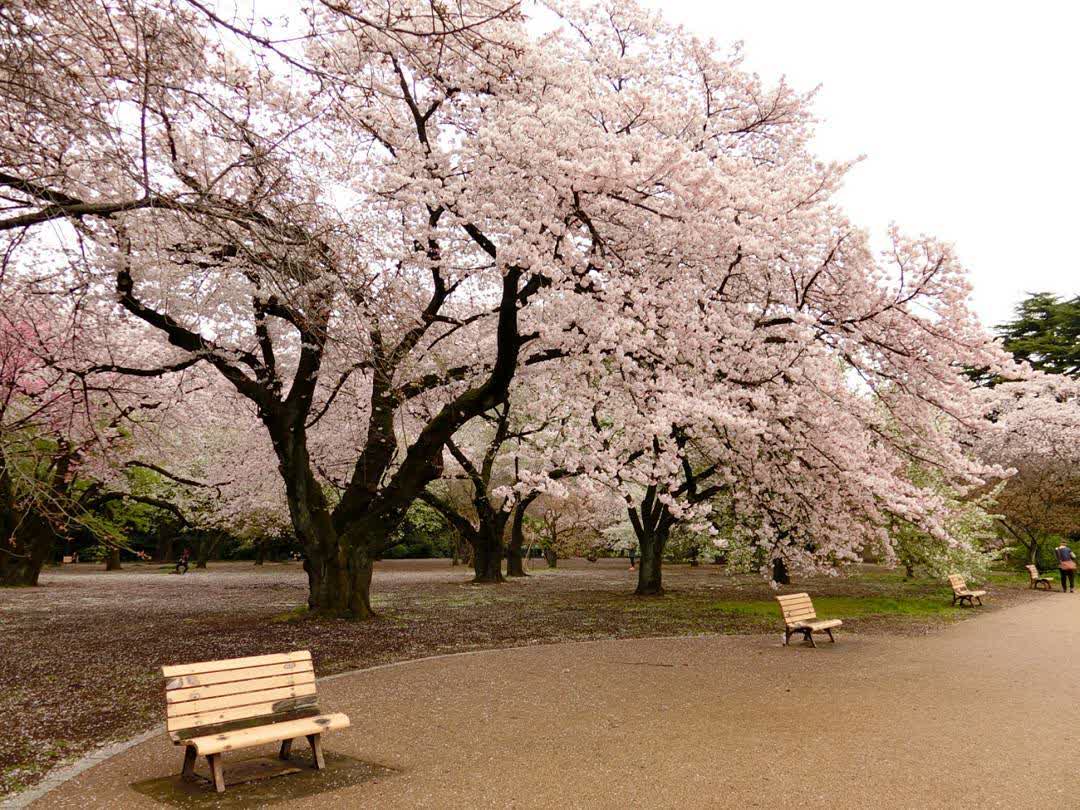 新宿御苑 | 去趣 chicTrip