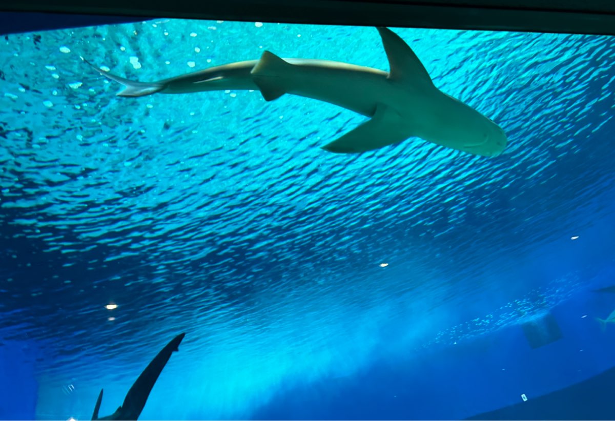 沖繩美麗海水族館 | 去趣 chicTrip