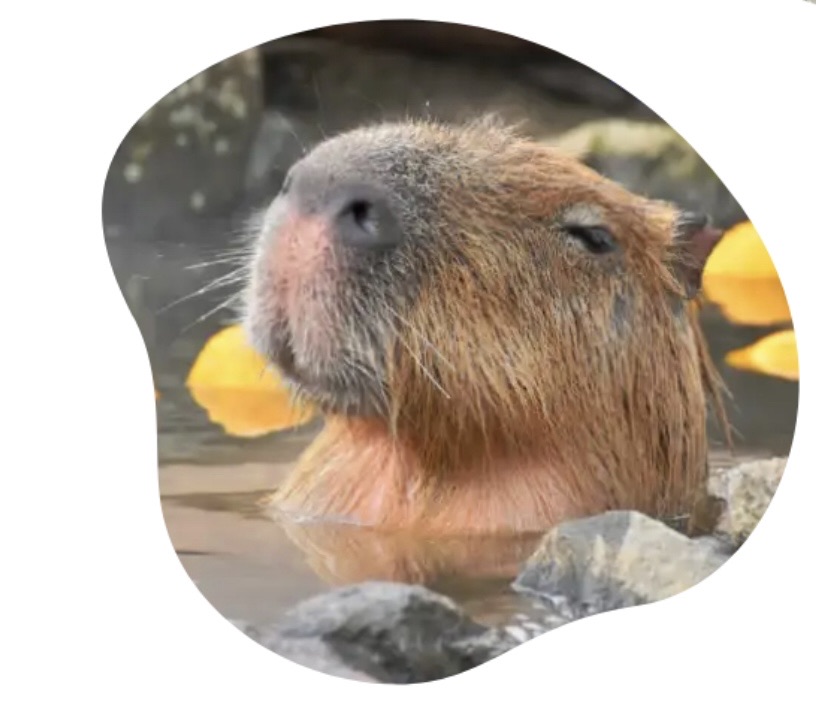 伊豆仙人掌動物園 | 去趣 chicTrip