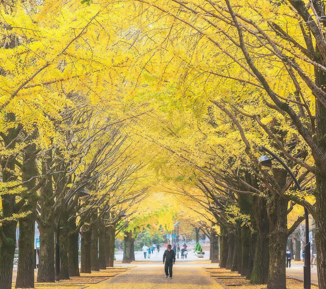 東京都立光丘公園 | 去趣 chicTrip