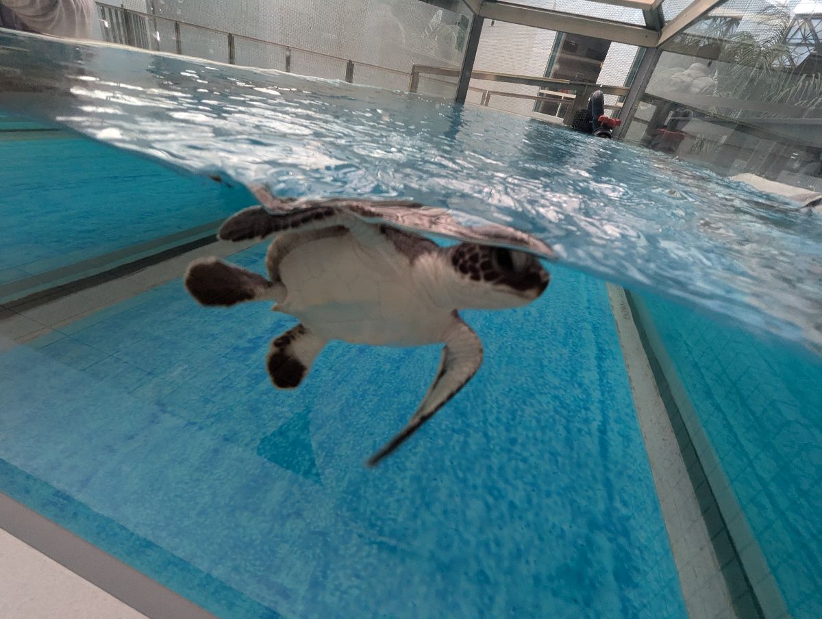 名古屋港水族館 | 去趣 chicTrip