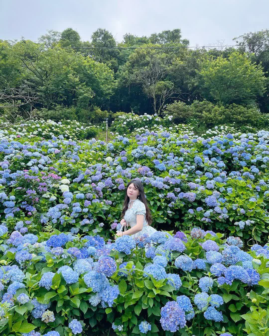 高家繡球花田-萬里第三園區2025年預計4月底開始至7月底 | 去趣 chicTrip