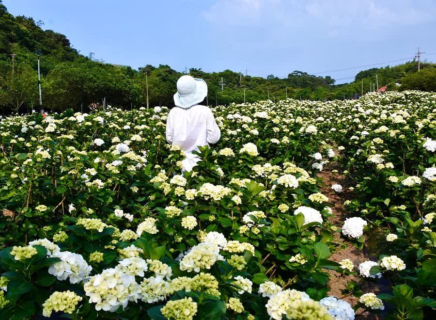 高家繡球花田-萬里第三園區2025年預計4月底開始至7月底 | 去趣 chicTrip