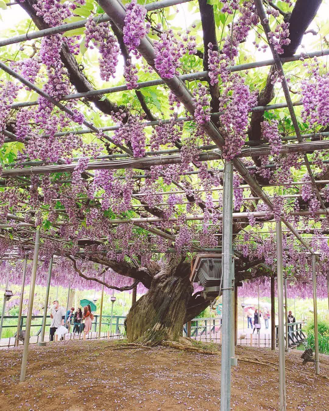 足利花卉公園 | 去趣 chicTrip