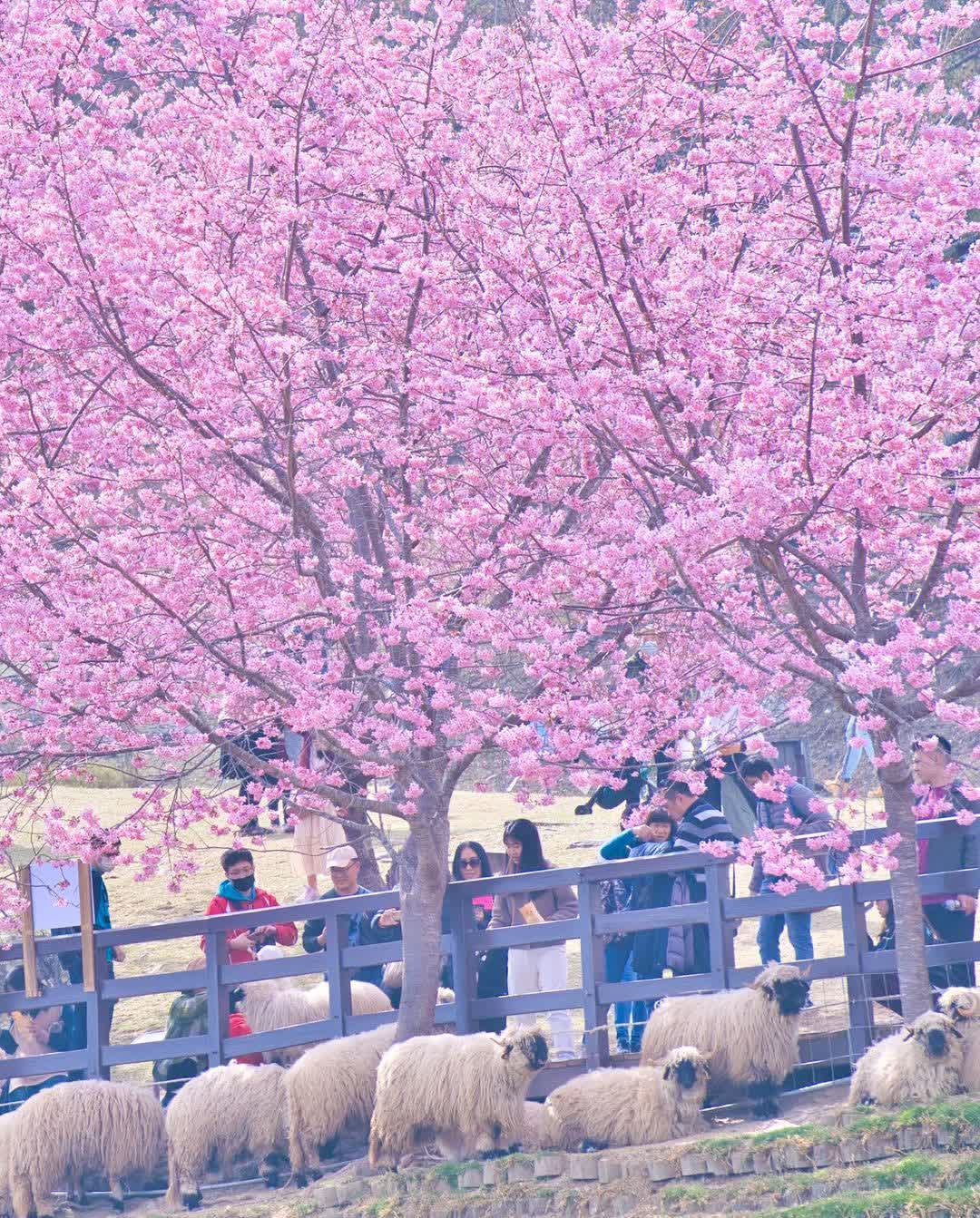 清境農場青青草原 | 去趣 chicTrip