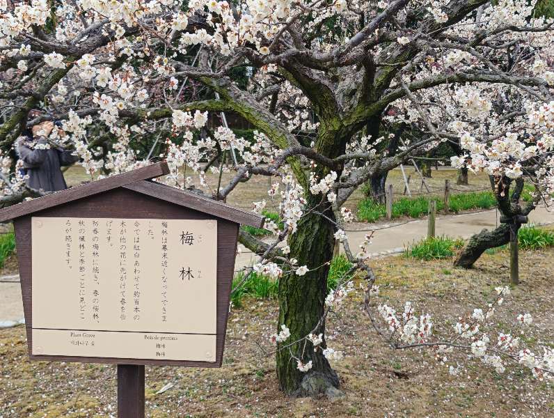 岡山後樂園 | 去趣 chicTrip