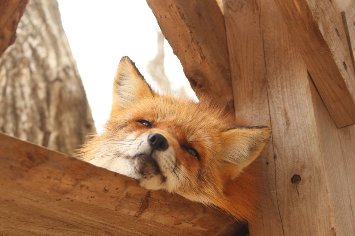 宮城藏王狐狸村 | 去趣 chicTrip