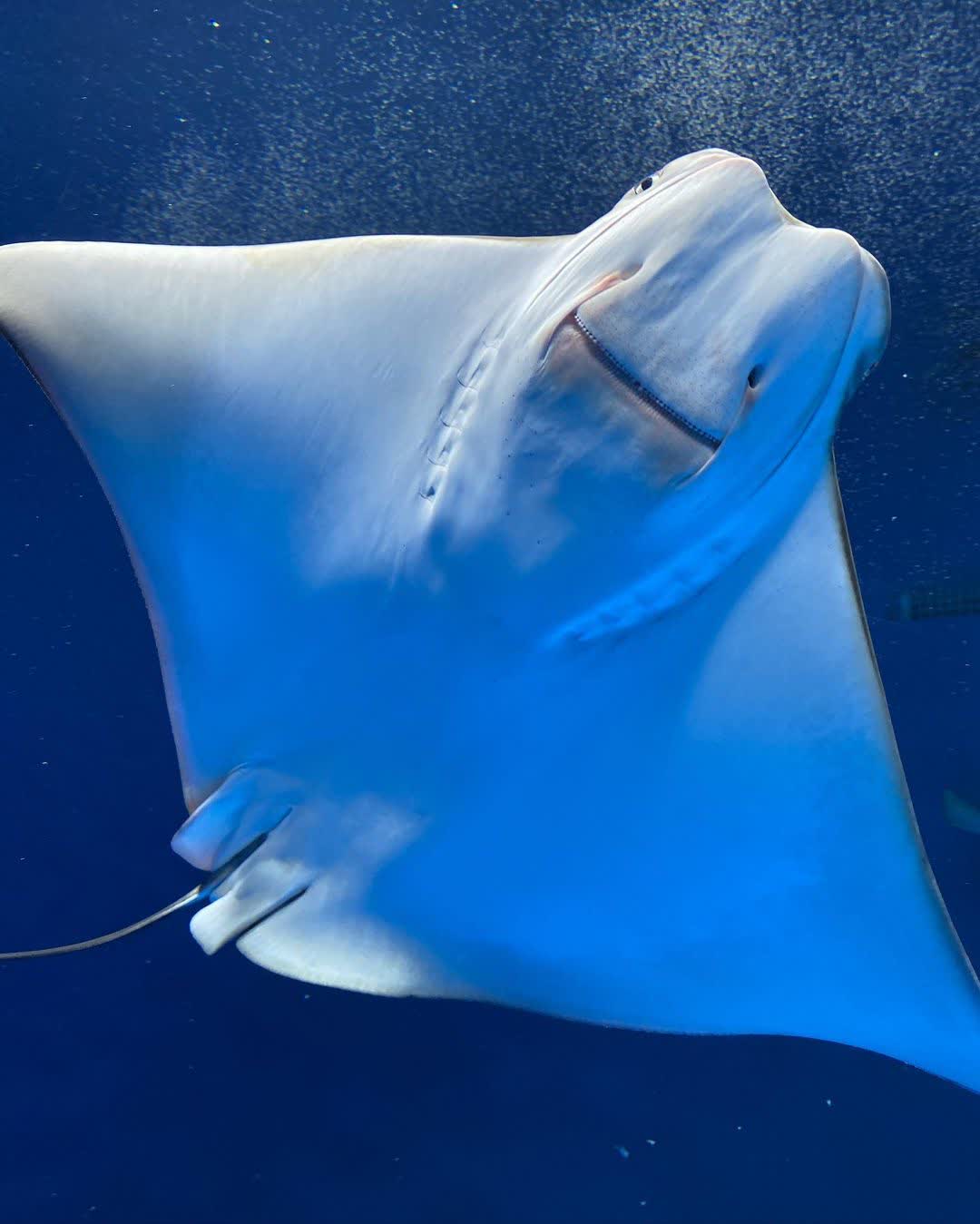 Xpark 水族館 | 去趣 chicTrip