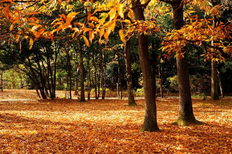 Natural and Cultural Gardens | 去趣 chicTrip