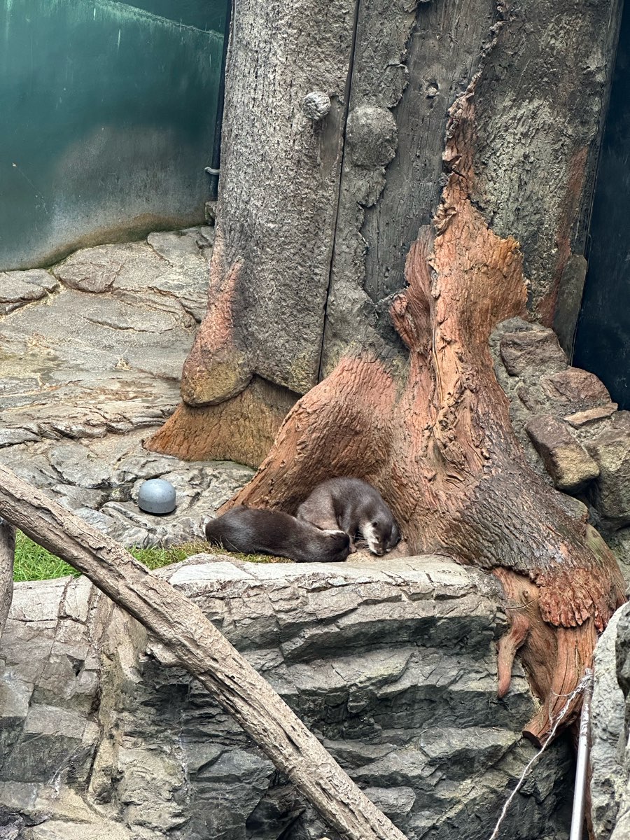 海遊館 | 去趣 chicTrip