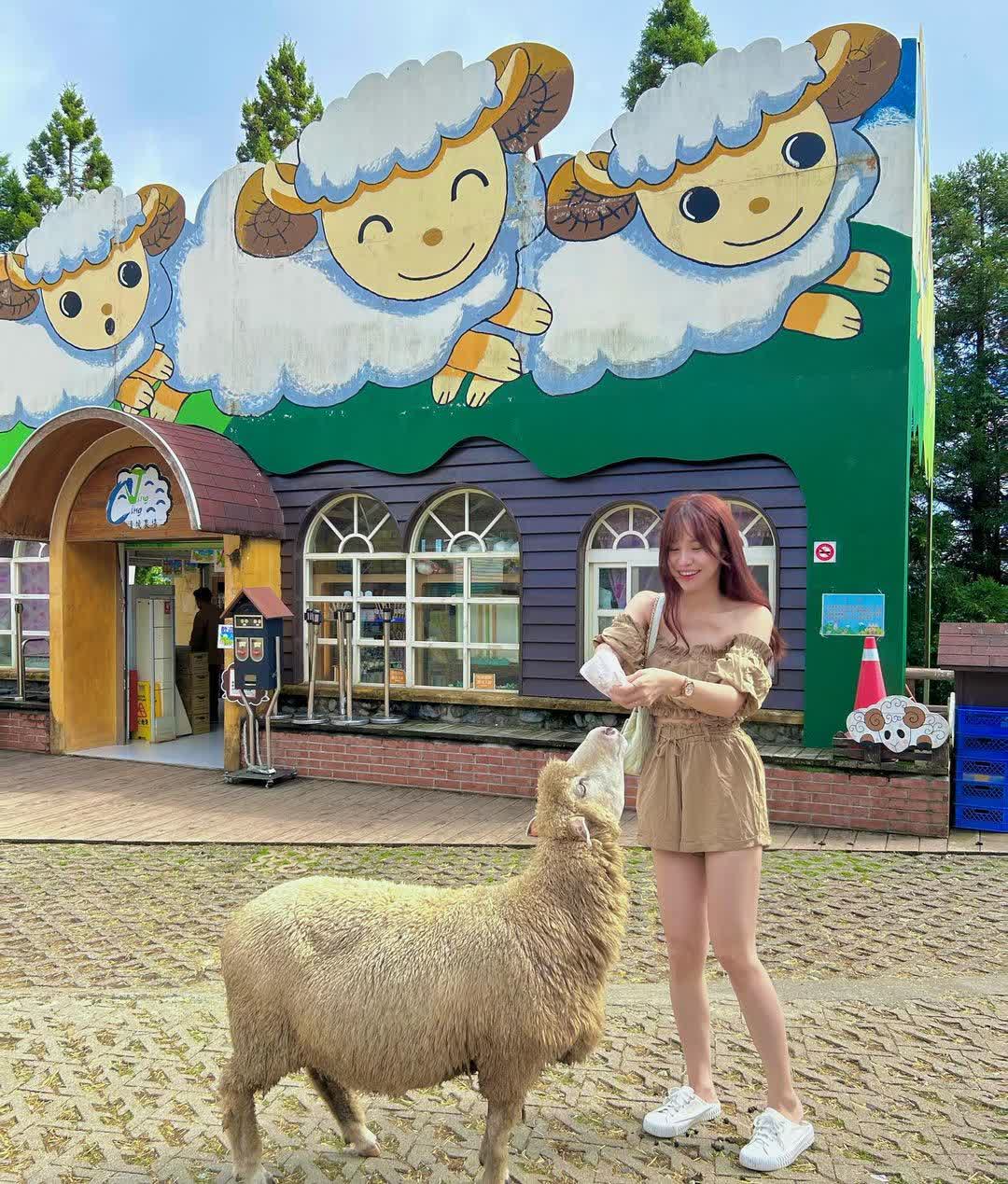 清境農場綿羊秀 | 去趣 chicTrip