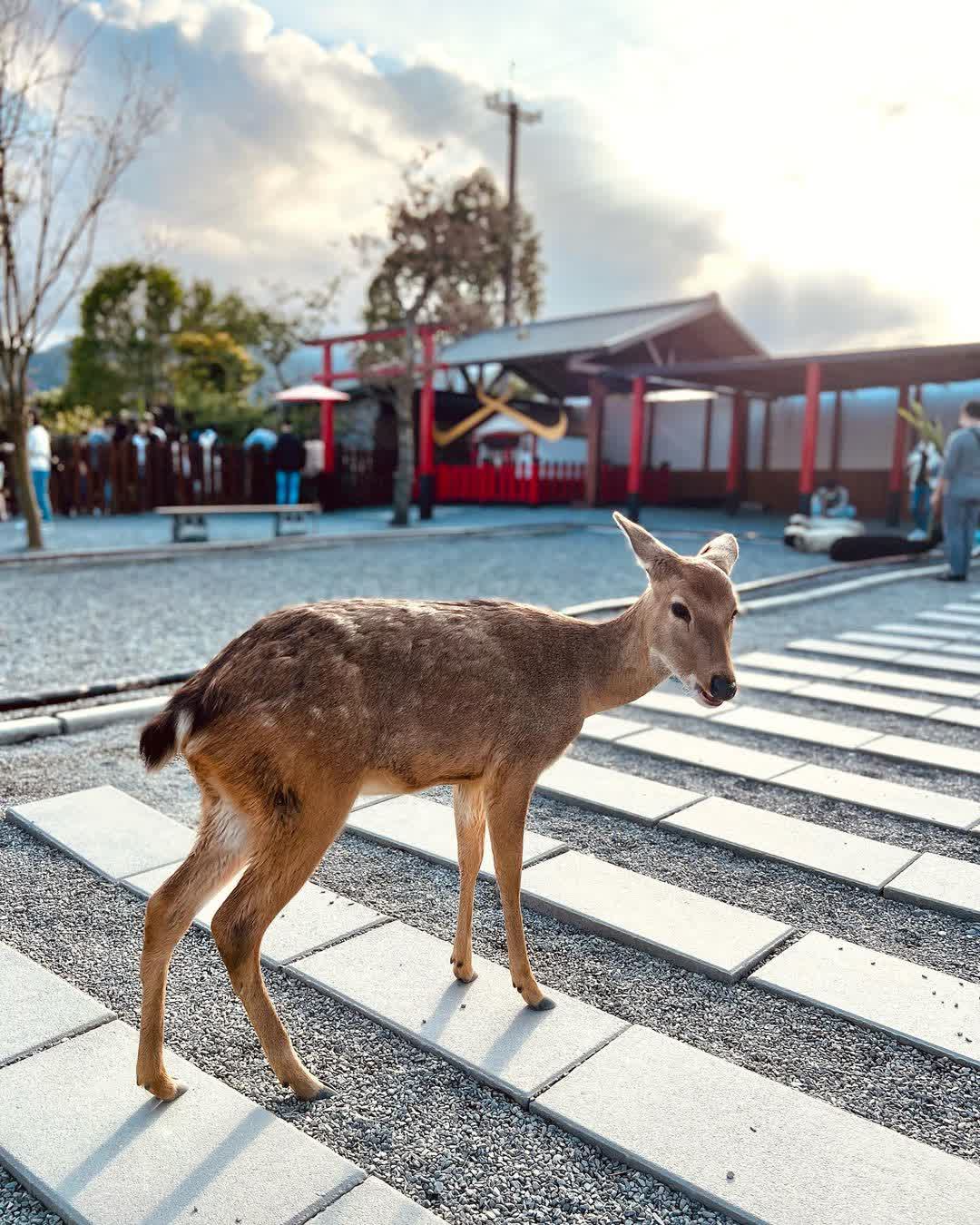 張美阿嬤農場（月森甯手作工坊） | 去趣 chicTrip