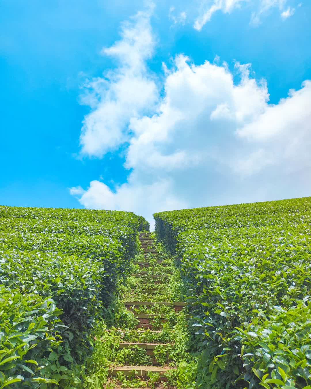 一三一四觀景台 | 去趣 chicTrip