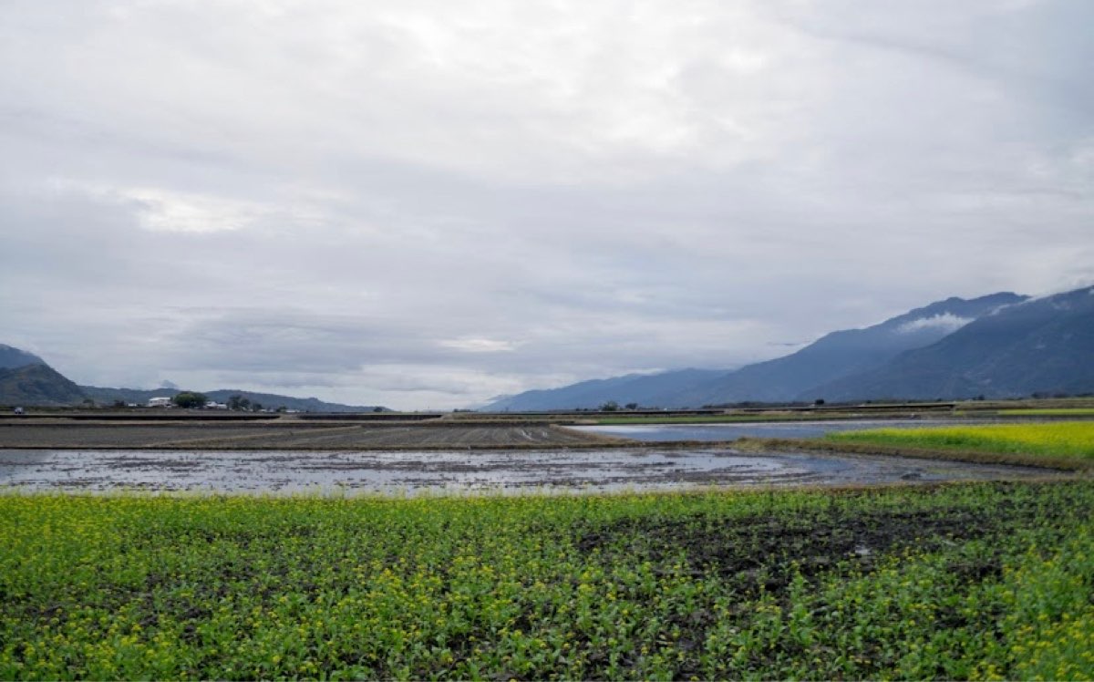 臺東池上錦新三號道路 伯朗大道 | 去趣 chicTrip