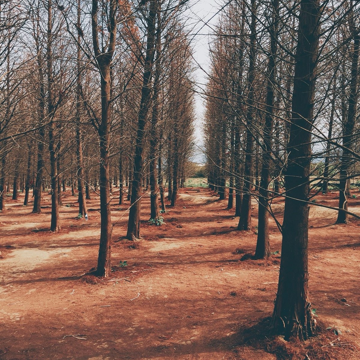 落羽松大道 | 去趣 chicTrip