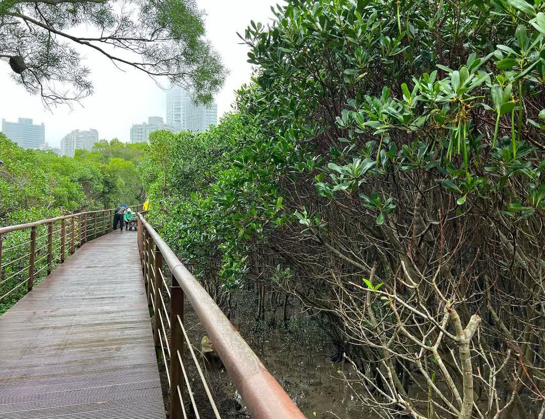 紅樹林生態步道