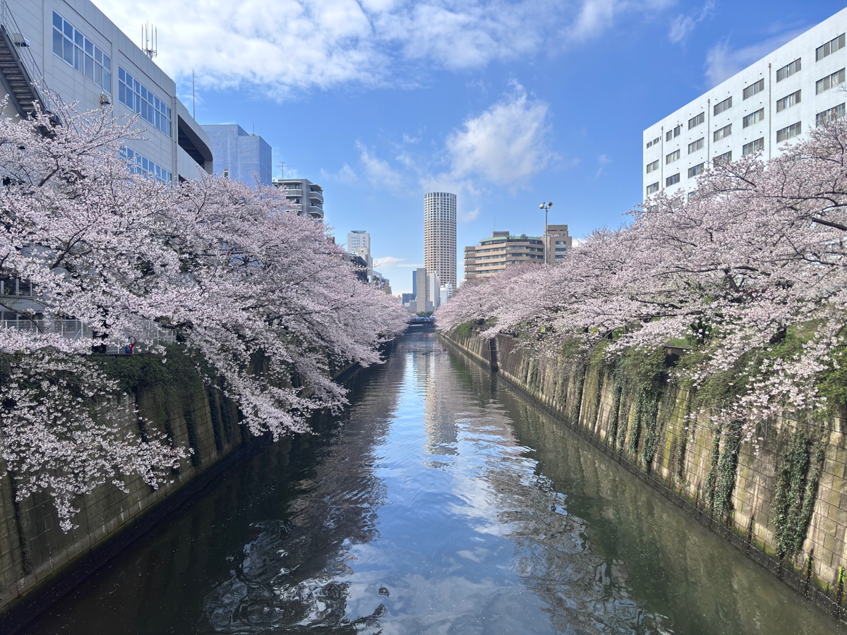 目黑川櫻花樹 | 去趣 chicTrip