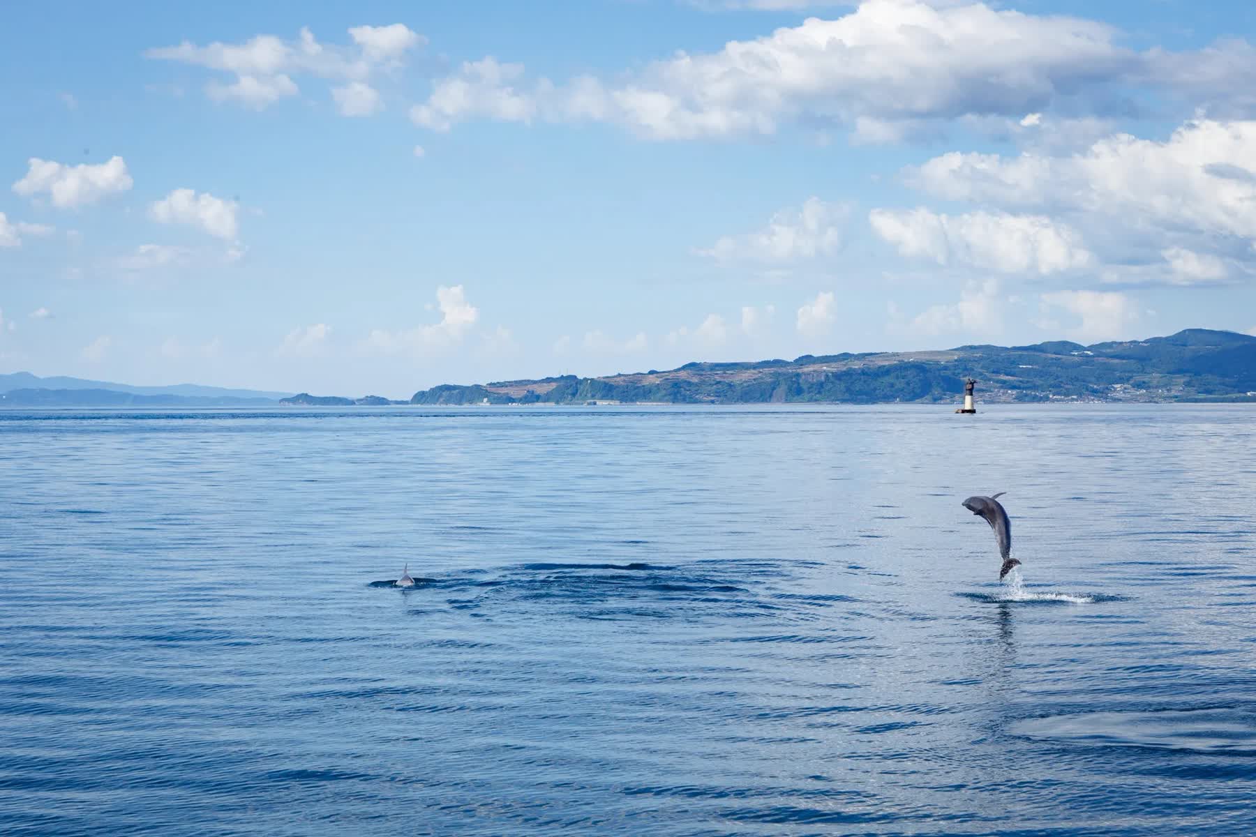 Amakusa City Dolphin Center Roadside Station | 去趣 chicTrip