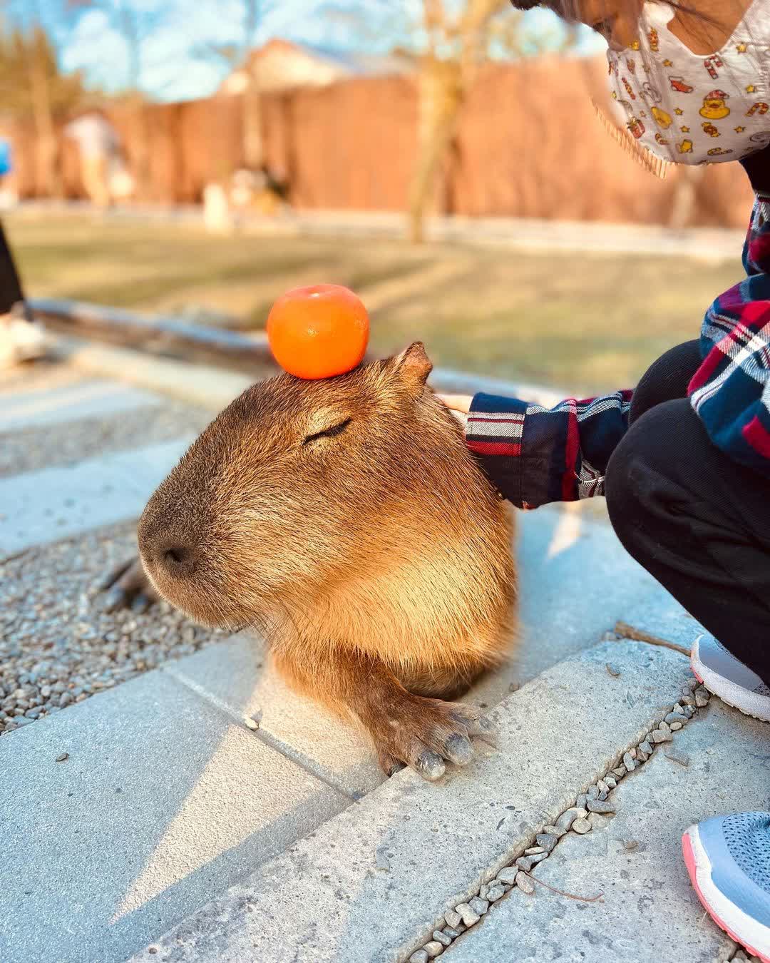 張美阿嬤農場（月森甯手作工坊） | 去趣 chicTrip